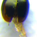 Image of <i>Orthoperus mundus</i>