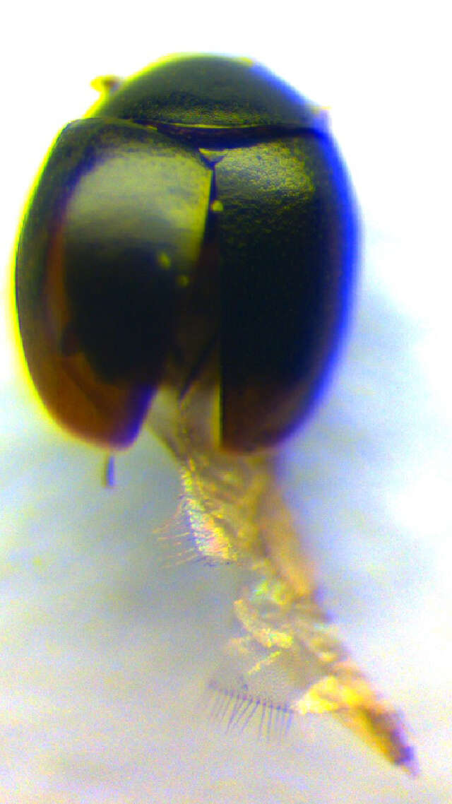 Image of minute hooded beetles