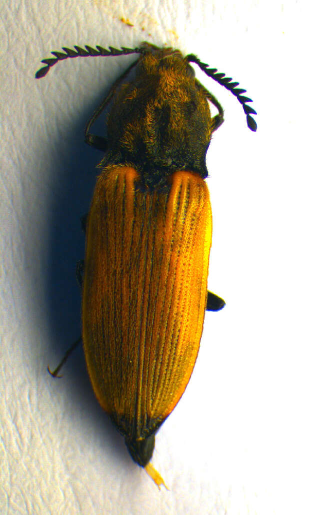 Image of <i>Anostirus castaneus</i>
