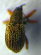 Image of Exapion fuscirostre