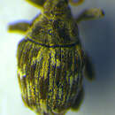 Image of <i>Microplontus millefolii</i>