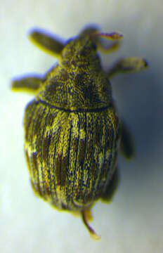 Image of <i>Microplontus millefolii</i>