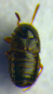 Image of Brachida exigua (Heer 1839)