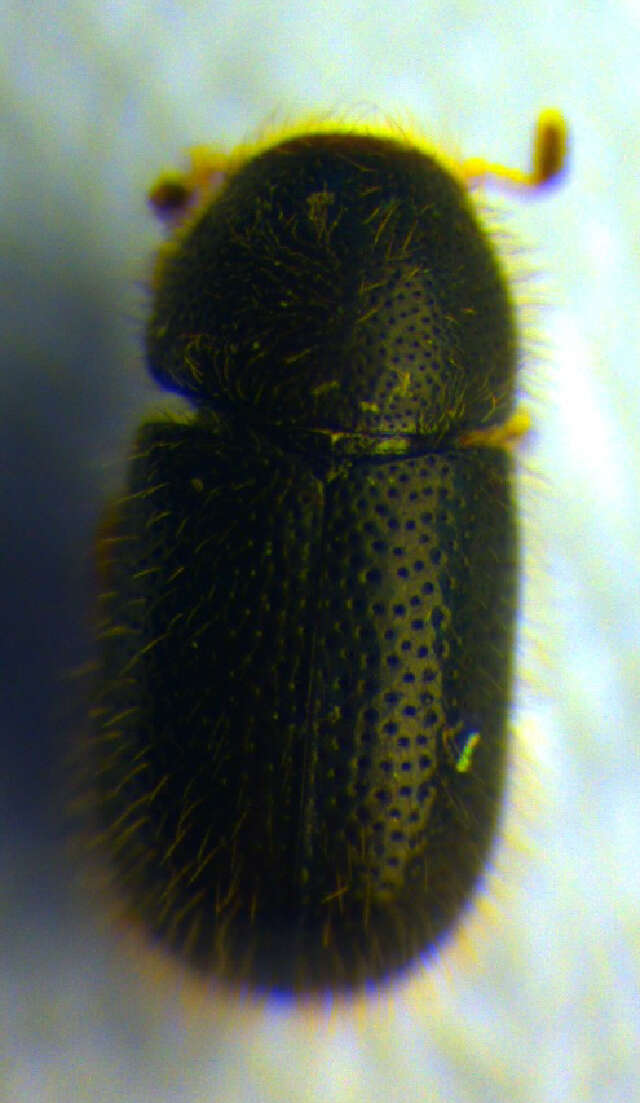 Image of <i>Ropalodontus perforatus</i>