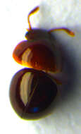 Image of Agathidium (Agathidium) badium Erichson 1845
