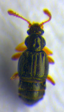 صورة Bibloporus (Bibloporus) bicolor (Denny 1825)