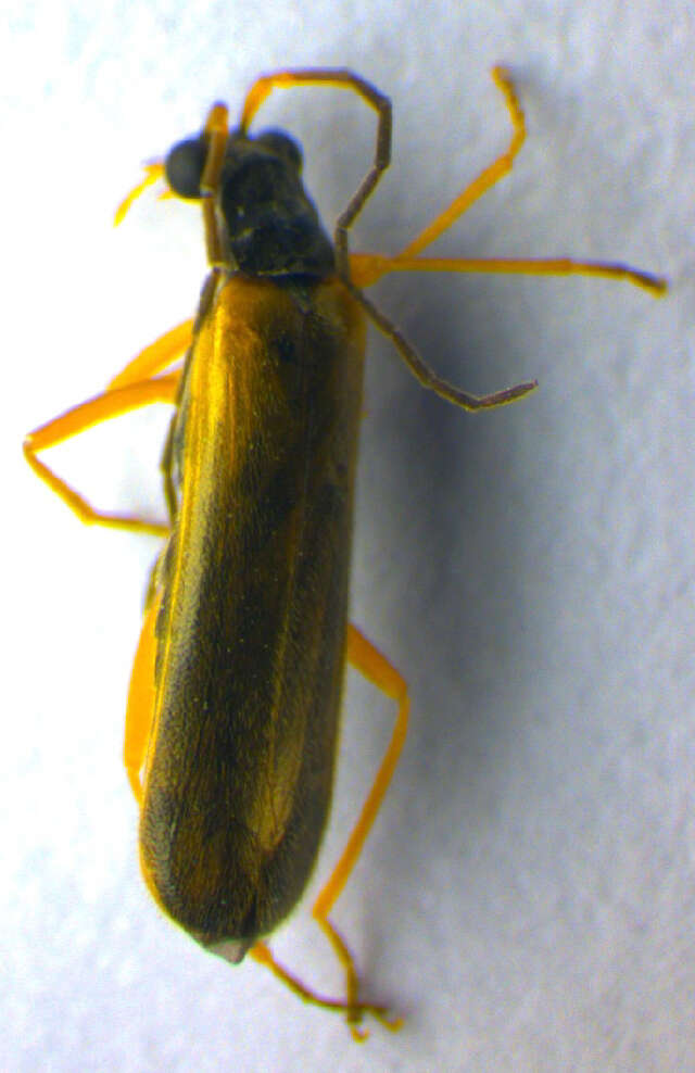 Image of <i>Rhagonycha lignosa</i>