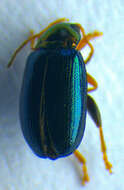 Image of <i>Crepidodera nitidula</i>