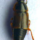 Tachinus (Tachinus) humeralis Gravenhorst 1802 resmi