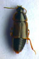 Image of Tachinus (Tachinus) humeralis Gravenhorst 1802