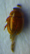 Image of round fungus beetles