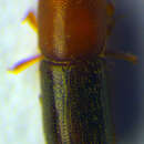 Image of <i>Cyclorhipidion bodoanum</i>