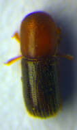 Image of <i>Cyclorhipidion bodoanum</i>