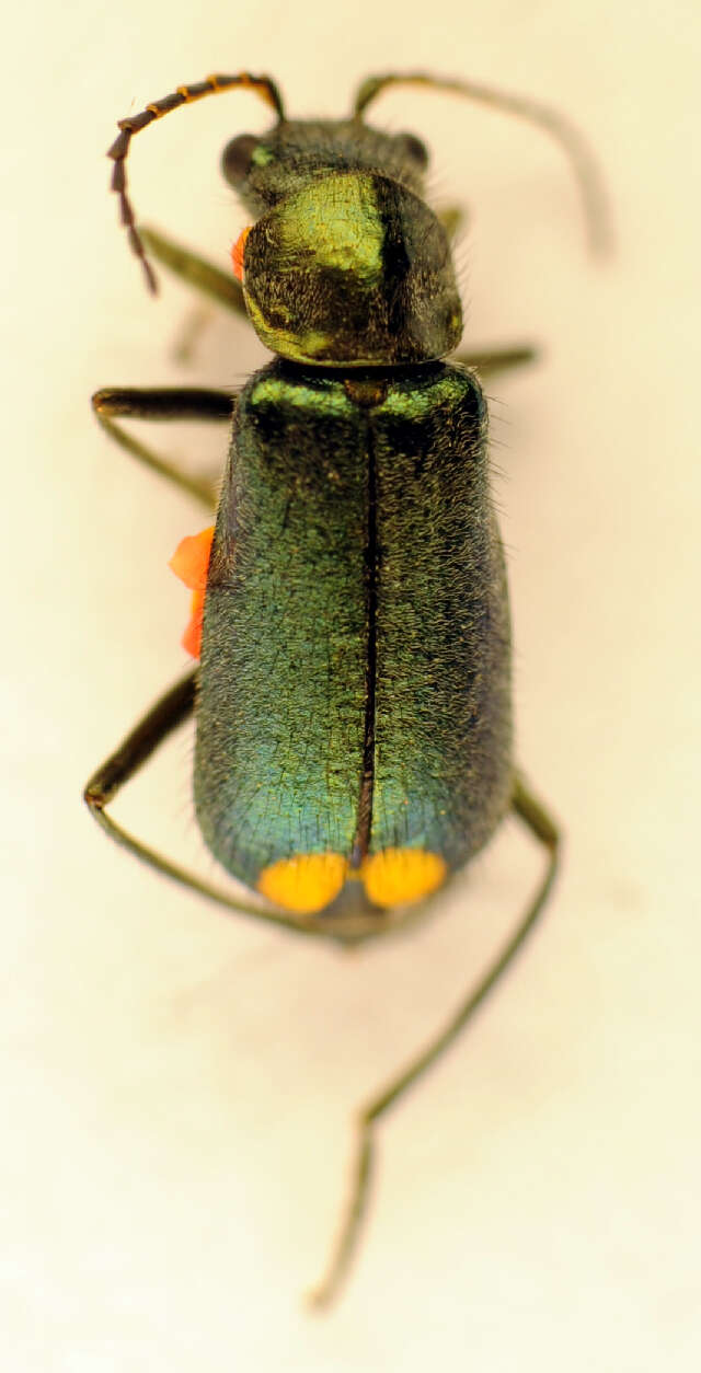 Image of Bark-gnawing, Checkered and Soft-winged Flower Beetles