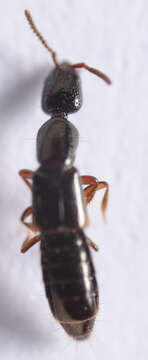 Image of Leptacinus sulcifrons (Stephens 1833)