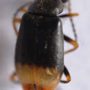 Image of <i>Hypebaeus flavipes</i>