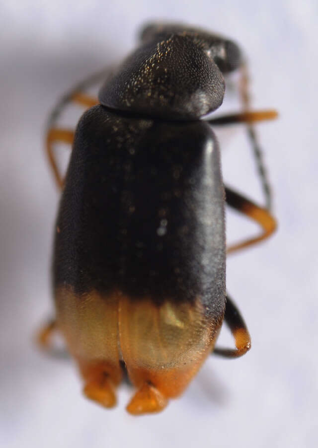 Image of <i>Hypebaeus flavipes</i>