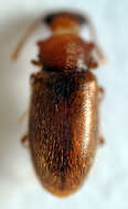 Слика од Cryptophagus acutangulus Gyllenhal 1827