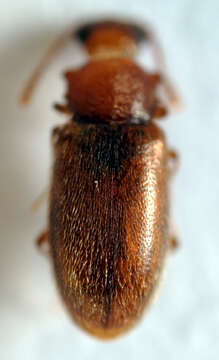 Слика од Cryptophagus acutangulus Gyllenhal 1827