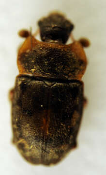 Image of Sap beetle