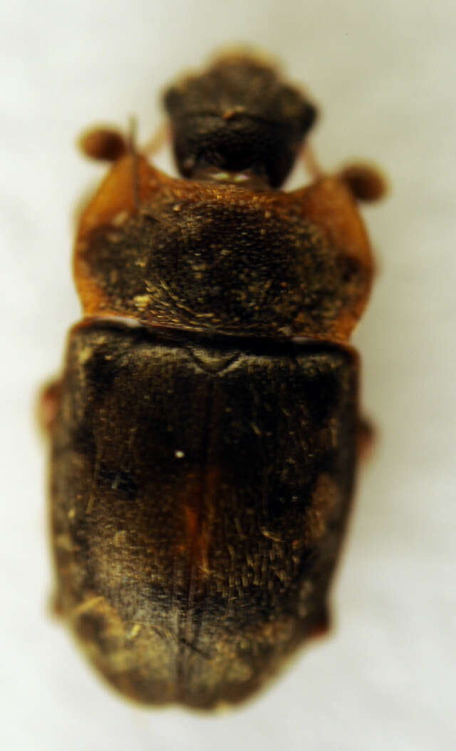 Image of Sap beetle