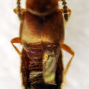 Слика од <i>Alaobia scapularis</i>