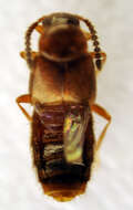 Imagem de <i>Alaobia scapularis</i>