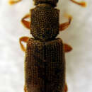 Image de <i>Monotoma quadricollis</i>