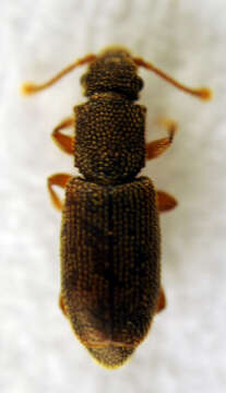 Image of <i>Monotoma quadricollis</i>