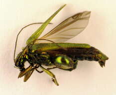 Image of Oedemera nobilis