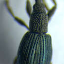 Image of Acanephodus onopordi