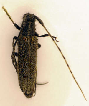 Image of Agapanthia cardui (Linné 1767)