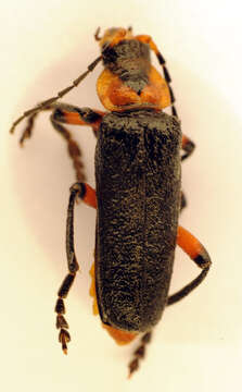 Imagem de <i>Cantharis rustica</i>