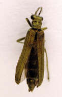 Image of <i>Oedemera lurida</i>