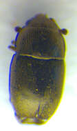 Image of Afrogethes planiusculus