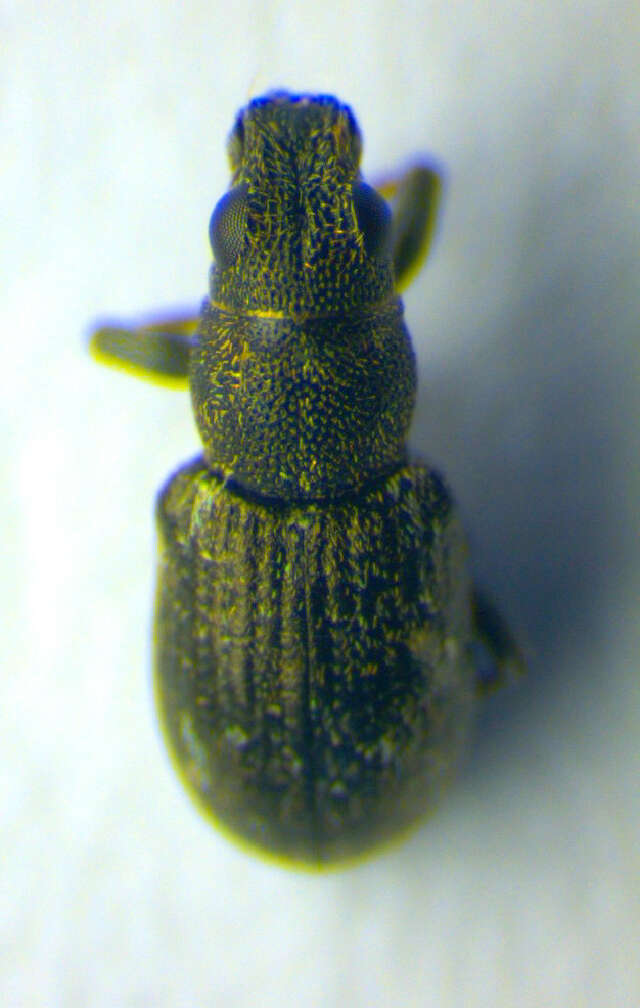 Image of Sitona sulcifrons (Thunberg 1798)