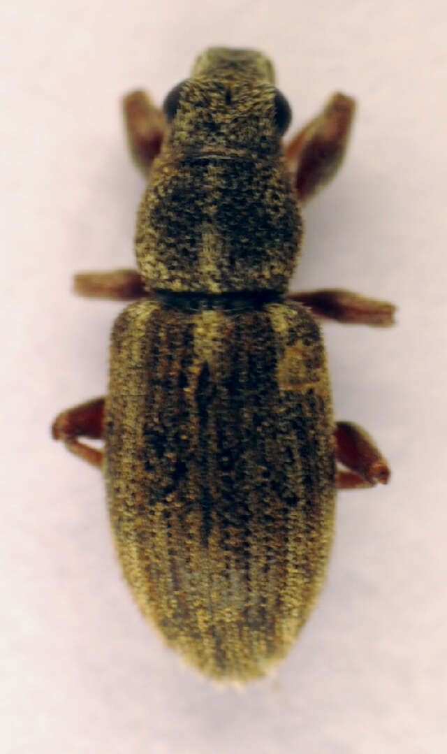 Image of Sitona languidus Gyllenhal 1834