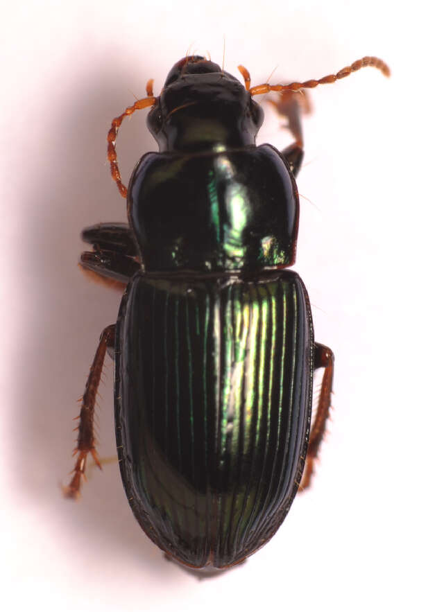 Sivun Harpalus (Harpalus) honestus (Duftschmid 1812) kuva