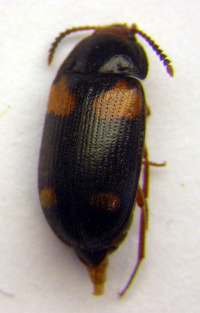 Image of <i>Mycetophagus quadripustulatus</i>