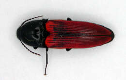 صورة <i>Ampedus sanguineus</i>