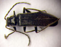 Imagem de <i>Cantharis paludosa</i>