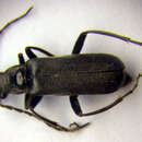 Image of <i>Cantharis tristis</i>