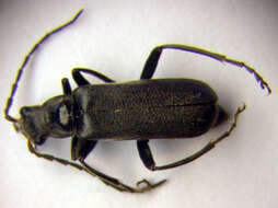 Imagem de <i>Cantharis tristis</i>