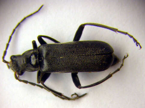 Image of <i>Cantharis tristis</i>