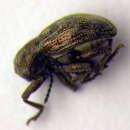 Image de <i>Pachnephorus pilosus</i>