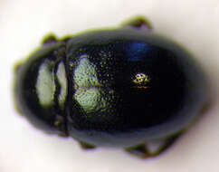 Image of <i>Hermaeophaga mercurialis</i>