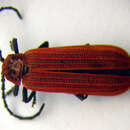 Image of <i>Lopheros rubens</i>