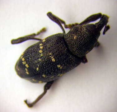 Image of large pine weevil