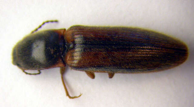 Image of <i>Athous vittatus</i>