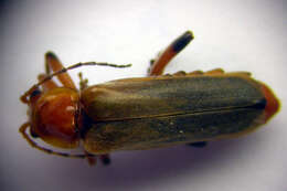 Imagem de <i>Cantharis livida</i>